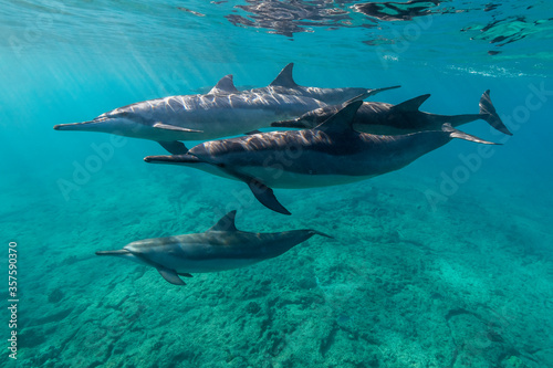 Hawaiian spinner dolphins off the Kona coast  Big Island  Hawaii.