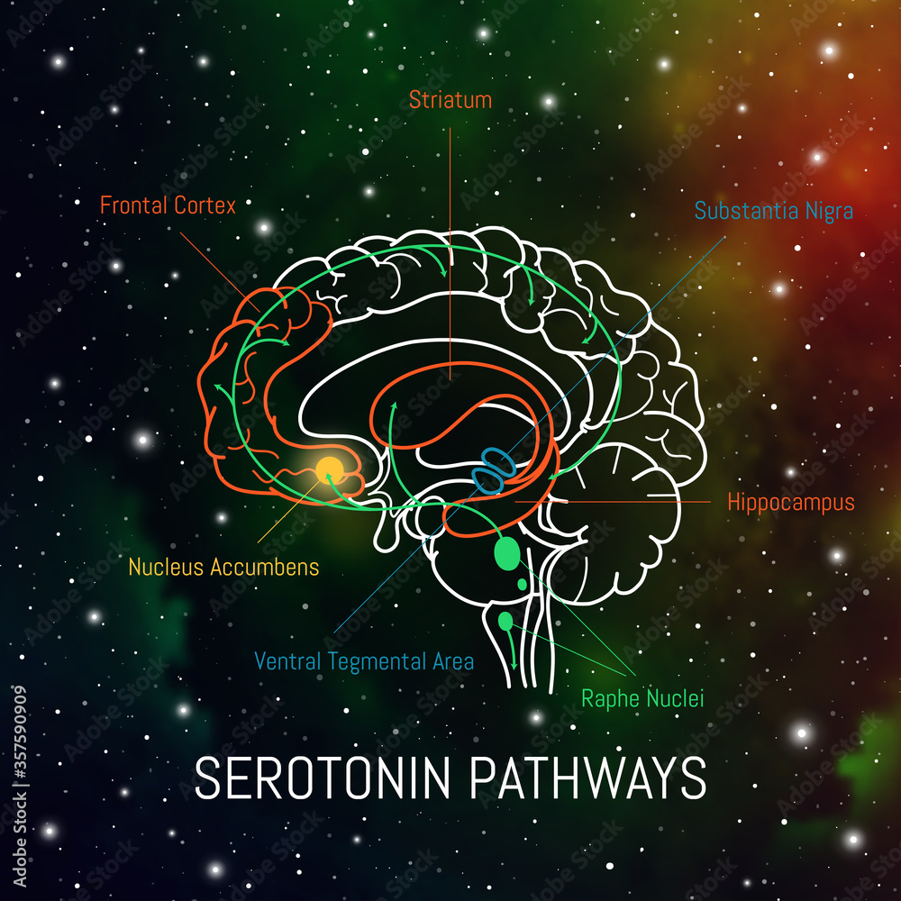Serotonin Pathways In The Brain Neuroscience Medical Infographic Serotonin Pathways In The Brain Neuroscience Medical Infographic
