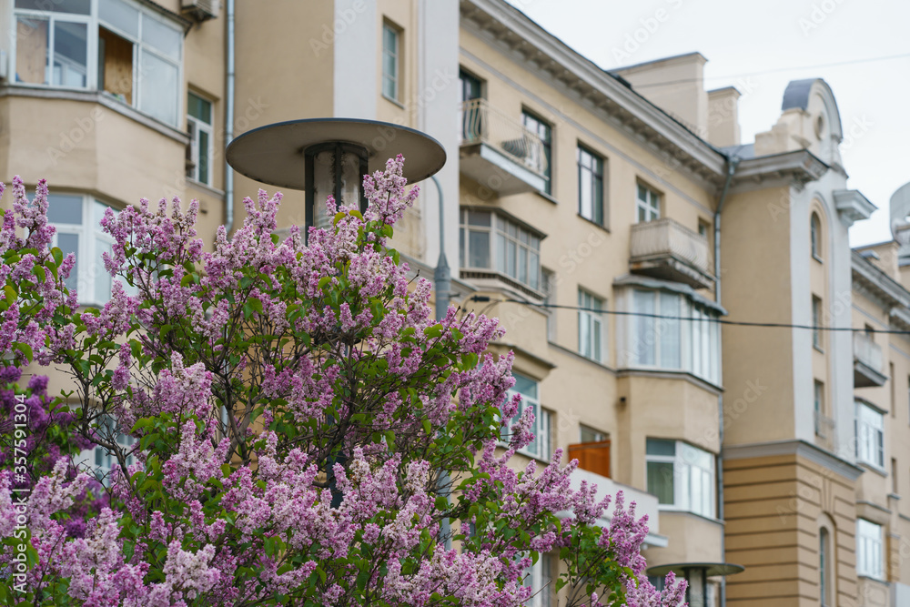 Beautiful lilac bush in the Moscow yard. Residential building image. Concepts of the modern  lifestyle in the big city