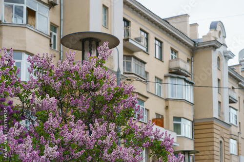 Fototapeta Naklejka Na Ścianę i Meble -  Beautiful lilac bush in the Moscow yard. Residential building image. Concepts of the modern  lifestyle in the big city