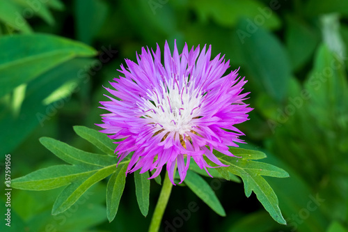 Tableau sur toile Garden purple cornflower on a green background