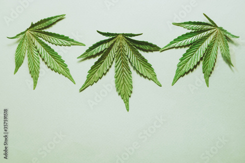 Cannabis leafs flat lay. Copy space. Marijuana plant banner. THC and CBD oil