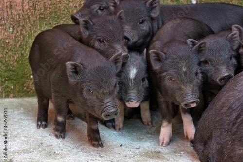 Brood of young black pigs in search of food