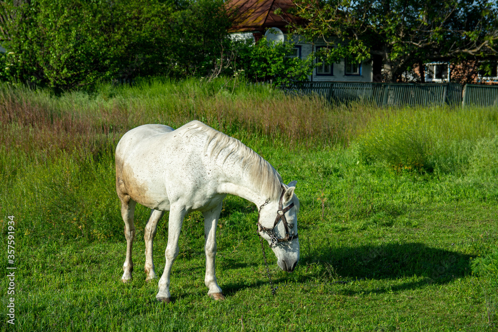 Fototapeta premium Horse in a meadow pasture