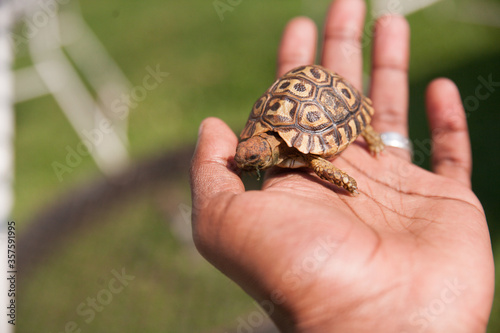 Pet: Baby tortoise