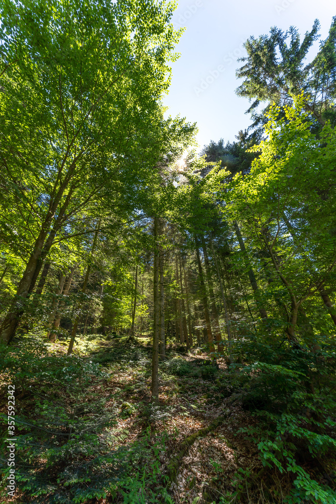 Wandern | Schopf im Bayerischen Wald | Gipfelkreuz Wandern | Schopf im Bayerischen Wald | Gipfelkreuz