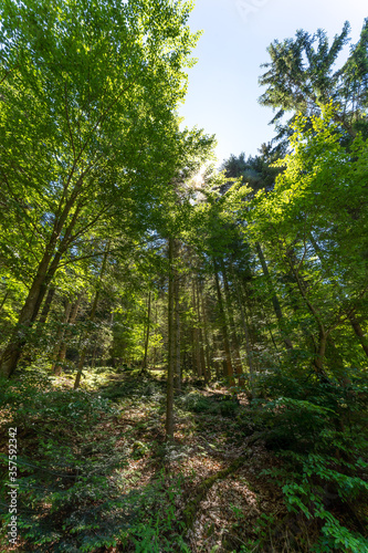 Wandern | Schopf im Bayerischen Wald | Gipfelkreuz
