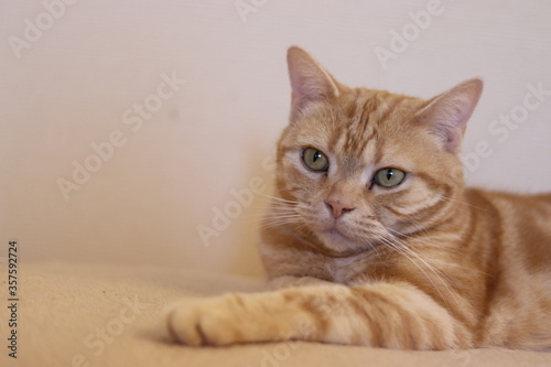 物思いにふける雰囲気の猫アメリカンショートヘア © chie