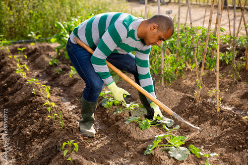 Indian man hoeing soil between vegetable seedlings