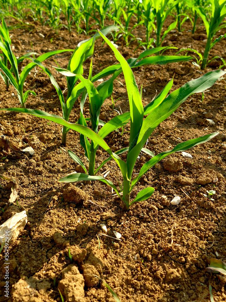 Fototapeta premium corn field with young plants
