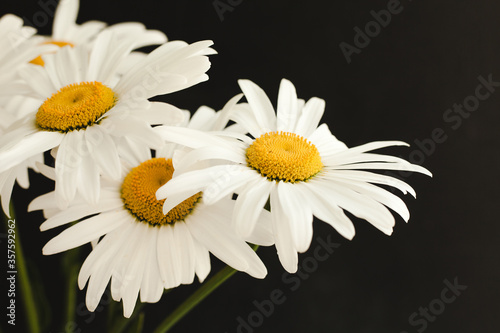 A bouquet of daisy flowers on a black background. 