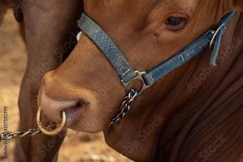 A bull with a nose ring and flies on his face is restrained by a chain attached to a halter.