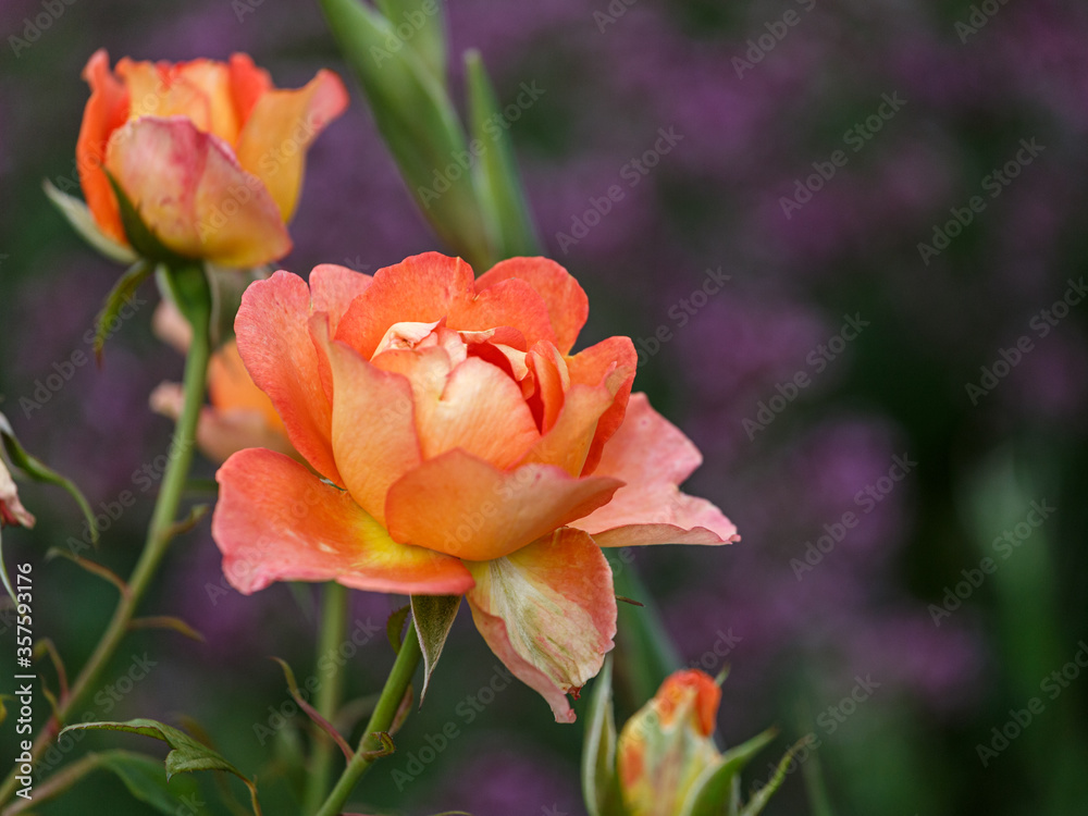 Charming terracotta orange rose flower.