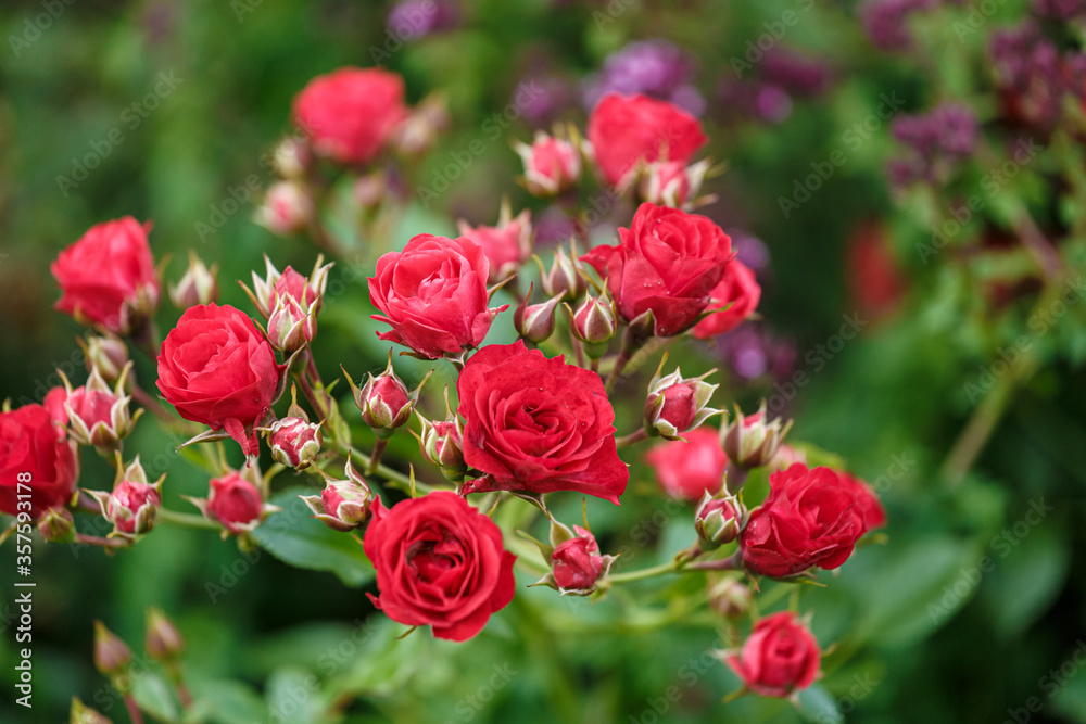 Many blooming red bush rose flowers.