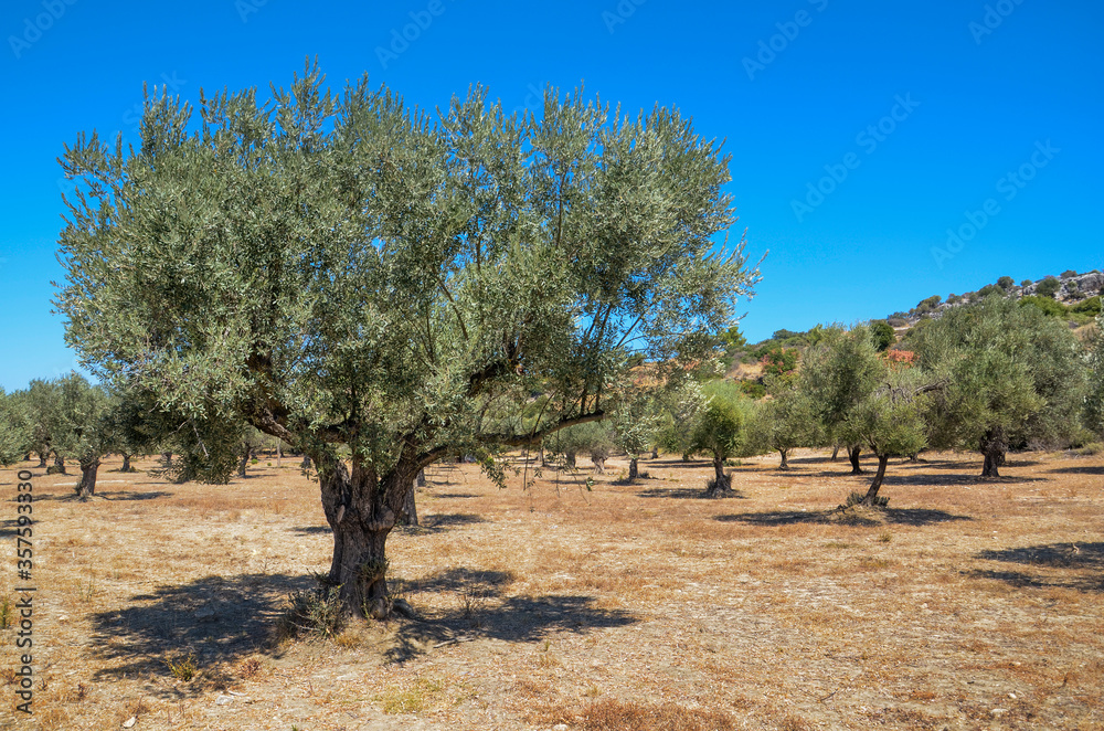 Fototapeta premium Olive trees plantation