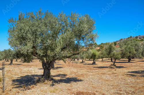 Olive trees plantation