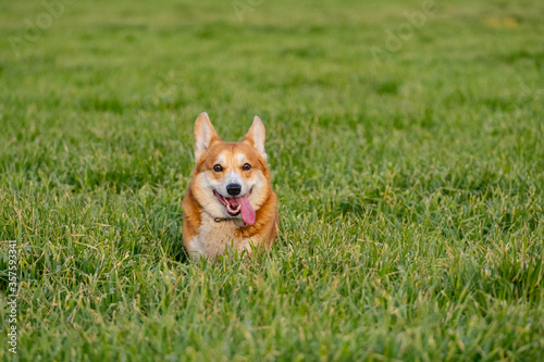 Funny corgi play on the green grass