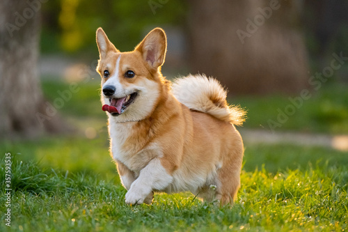 Fototapeta Naklejka Na Ścianę i Meble -  Funny corgi play on the green grass