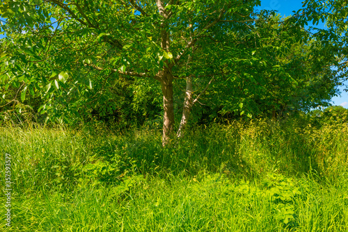 Lush green foliage of trees in a grassy field of a forest in sunlight in spring