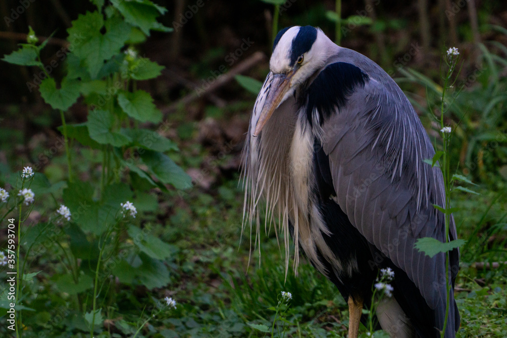 Fototapeta premium great grey heron