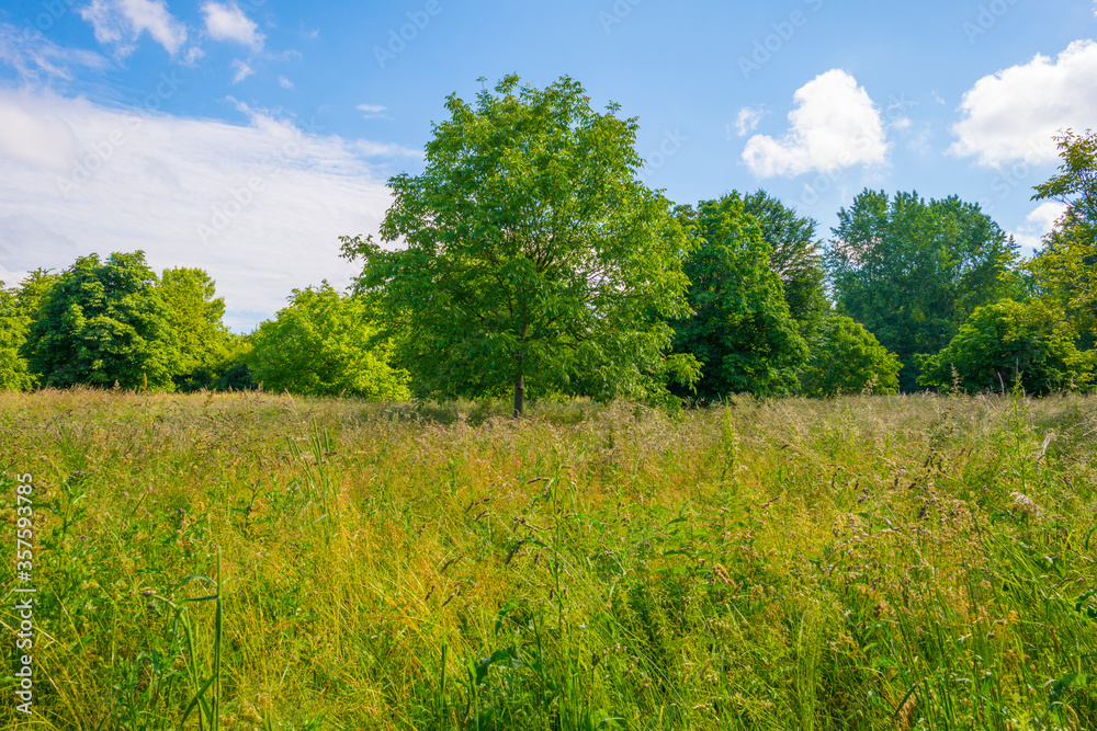 Lush green foliage of trees in a grassy field of a forest in sunlight in spring