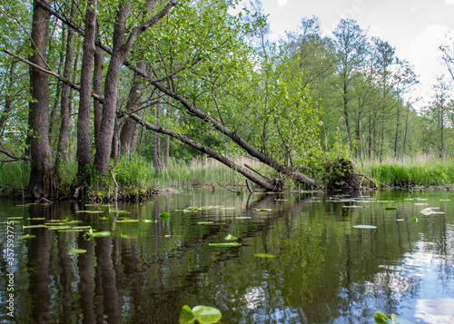 landscape with old tree trunks in the water, abstract reflections in the water