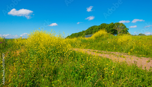 Yellow wild flowers blooming in a rural area below a blue sky in sunlight in spring