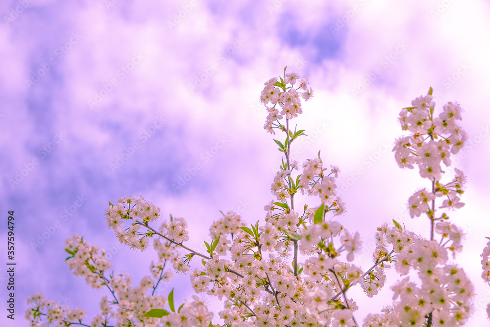 Beautiful spring cherry blossom. pink flowers on sky background. copy space. Beautiful spring cherry blossom. pink flowers on sky background. copy space.