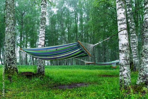 fog landscape in the morning with colorful fabric hammocks in the birch grove
