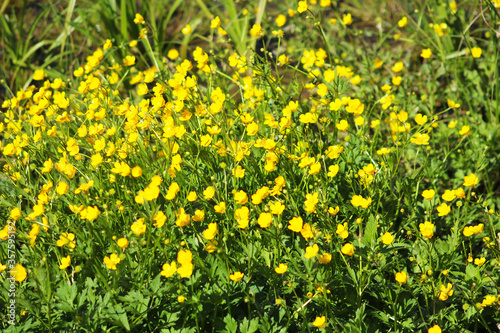 Ranunculus acris (meadow buttercup, tall buttercup, common buttercup, giant buttercup) in the park