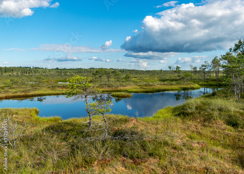 beautiful summer bog landscape with lake, moss, bog pines and birches, peat bog flora © ANDA