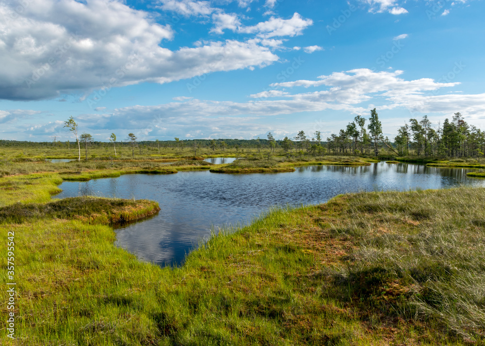 Obraz premium beautiful summer bog landscape with lake, moss, bog pines and birches, peat bog flora