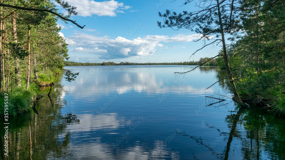 Scenic landscape with blue bog lakes surrounded by small pines and birches and green mosses on a summer day with blue skies and.white cumulus clouds, reflections in dark swamp water
