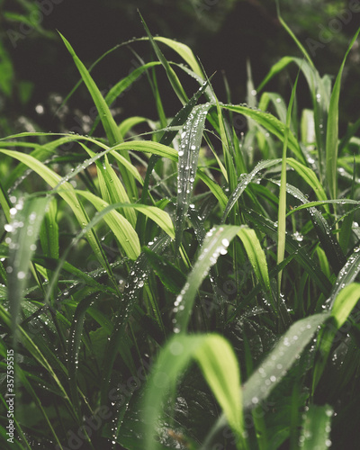 Grashalm mit Morgentau