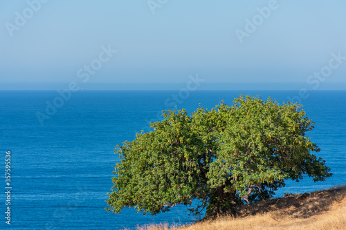 Solitary carob tree with the blue Mediterranean sea in the background