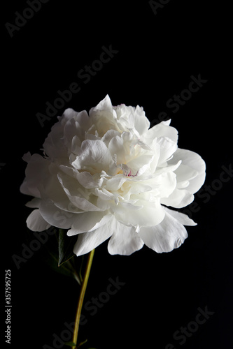 Beautiful white peony on a black background © Savory