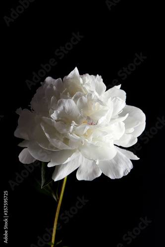 Beautiful white peony on a black background