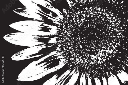 Vector illustration of a sunflower. Black and white sunflower