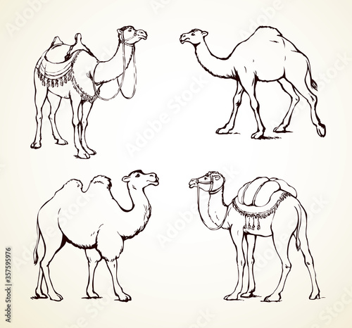 Camel. Vector sketch