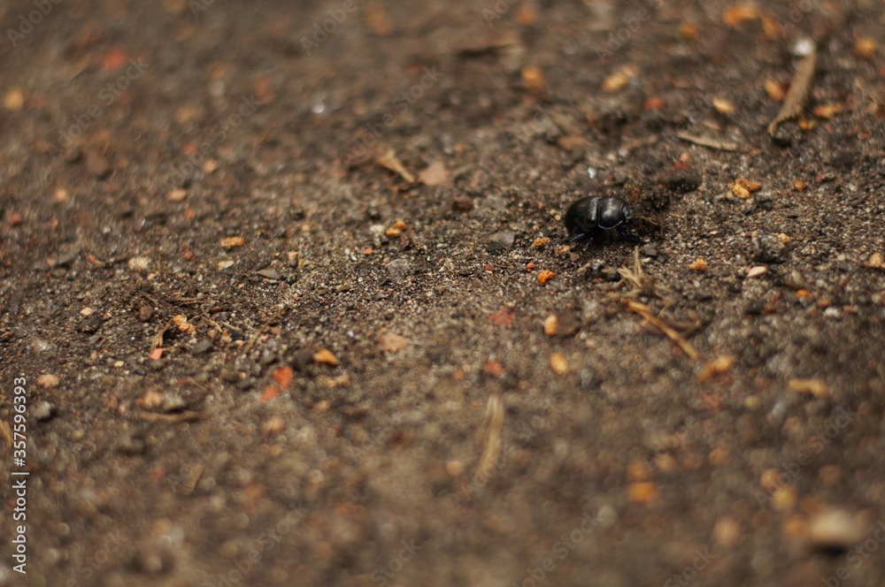 beautiful beetle in forest