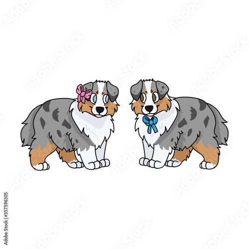 Cute cartoon australian shepherd puppy boy and girl vector clipart. Pedigree kennel doggie breed for dog lovers. Purebred domestic for pet parlor illustration mascot. Isolated canine English hunting.