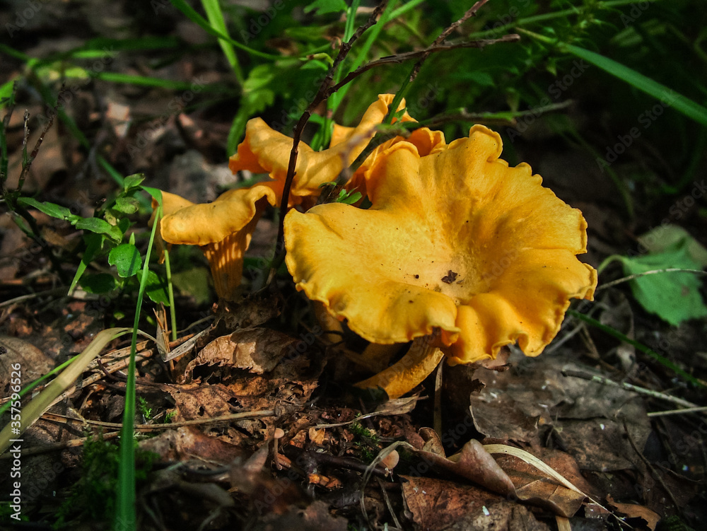 Nice golden chanterelle mushroom growing in the forest healthy organic food Nice golden chanterelle mushroom growing in the forest healthy organic food