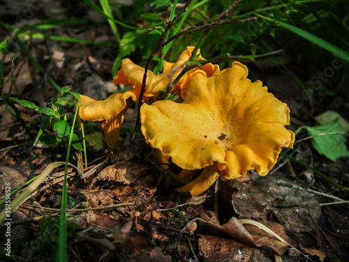 Nice golden chanterelle mushroom growing in the forest healthy organic food 