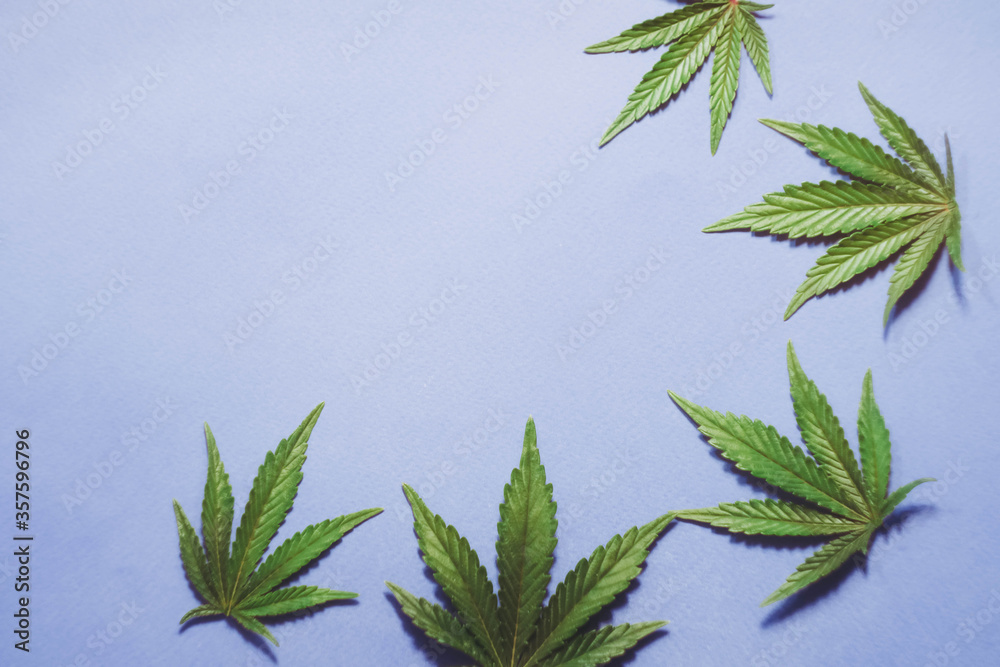 Cannabis leafs flat lay on blue background. Copy space. Marijuana plant banner. THC and CBD oil. Weed frame