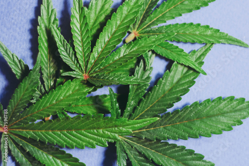 Cannabis leafs lay on blue background. Marijuana plant banner. THC and CBD oil.