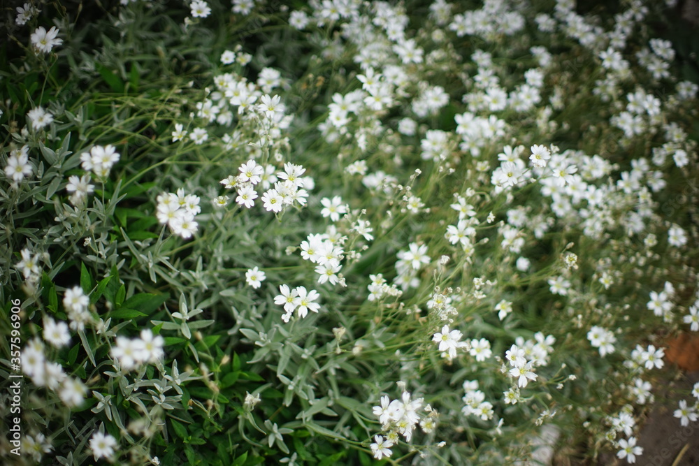 Many small white flowers growing in the summer garden. Many small white flowers growing in the summer garden.