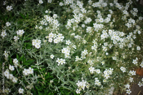 Many small white flowers growing in the summer garden.