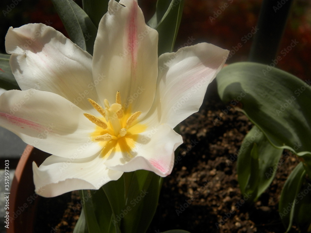 Obraz premium white and yellow tulip