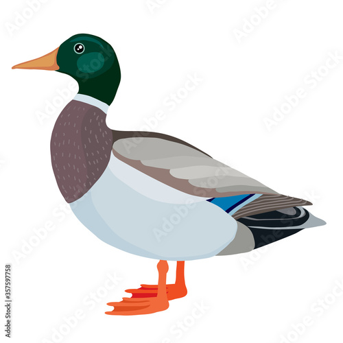 duck or drake from the farm, logo, isolated object on a white background, vector illustration,
