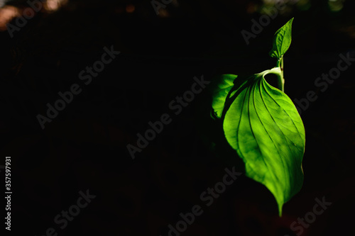 Wild Betel Leafbush green leaves with natural background. photo